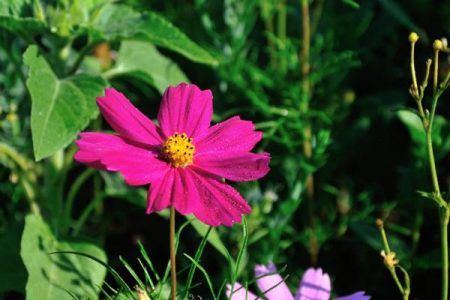 Tolle Nahaufnahme – taufrische Blume