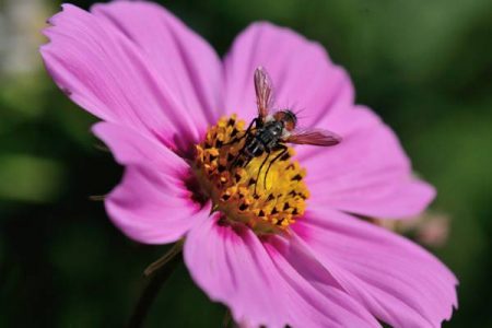 Die Schönheit der Natur – festgehalten für immer