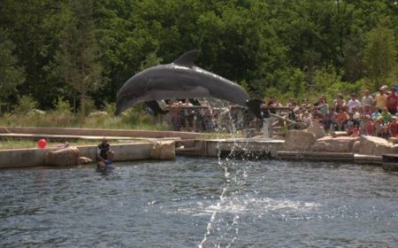 Die neue Delfinanlage war ein Publikumsmagnet. Unglaublich mit welcher Kraft ein Delfin aus dem Wasser springen kann.